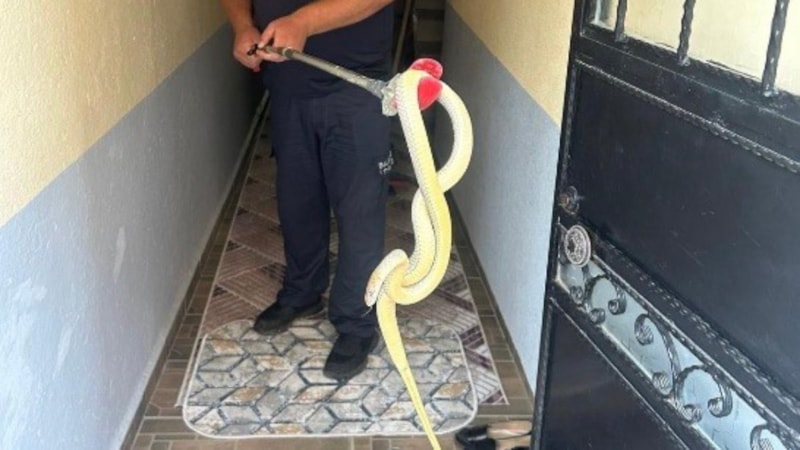 Balıkesir'de eve yılan girdi