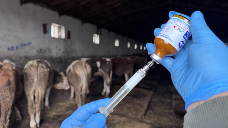 Yozgat'ta şap hastalığı nedeniyle hayvan hareketleri durduruldu