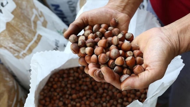 Fındık alım sezonu öncesi Rekabet Kurumu’ndan uyarı