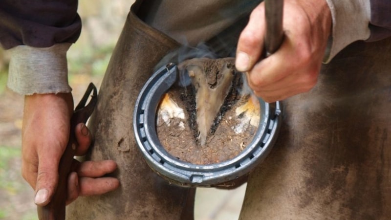 Atlara nal takılmazsa ne olur? İşte şaşırtan sonuçlar!