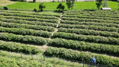 Mis kokulu hasat başladı; Çıkan yağı dünya kullanıyor...