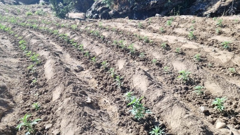 Bingöl'de uyuşturucu üretimine geçit yok