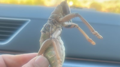 Batman'da 20 santimetrelik dev çekirge görüldü: Vatandaşlar gözlerine inanamadı