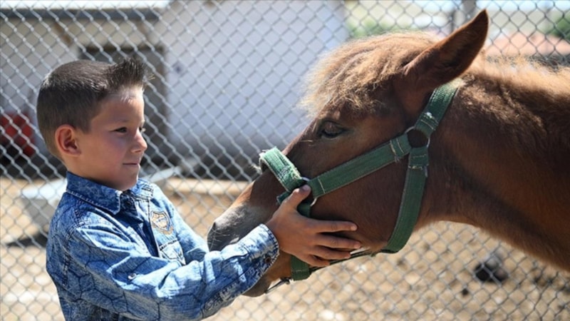 İbrahim Yumaklı'nın talimatıyla tayı sağlığına kavuştu