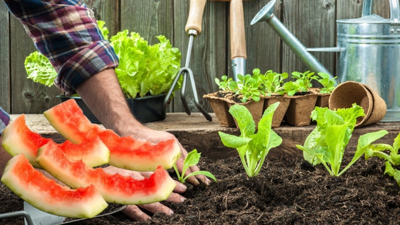 Karpuz kabuğunu çöpe atan pişman oluyor! Bahçeye gömen o faydaları garantiliyor