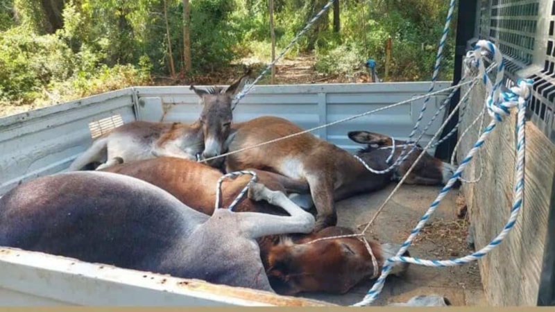 Datça Belediyesi'nde eşeklerin uygunsuz şekilde toplandığı görüntüler tepki çekti
