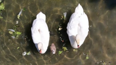 15 yıl sonra bir ilk! Kuğulu Park'a yumurtadan beyaz kuğu çıktı