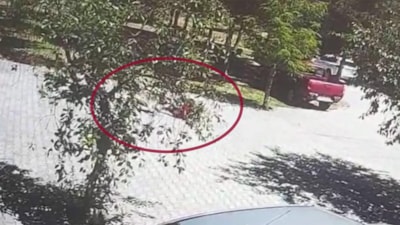 Bitlis'te köpeklerin saldırısına uğrayan küçük kız son anda kurtarıldı