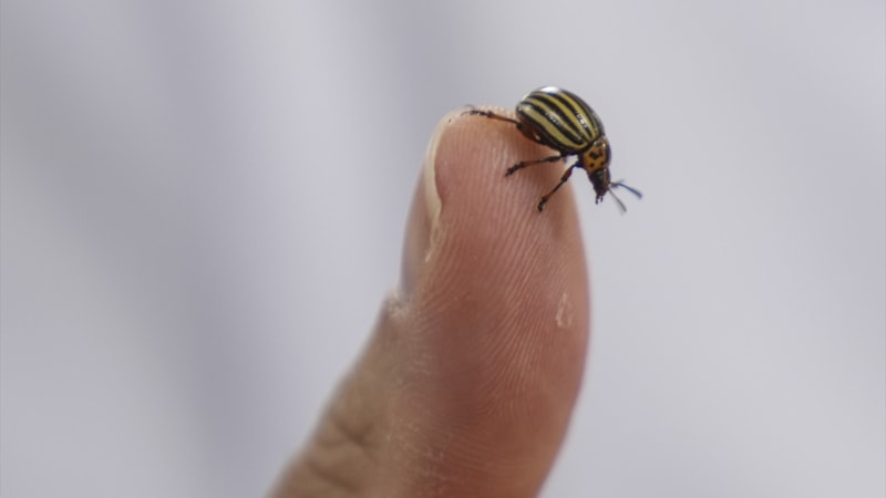 Uzmanlar uyardı: İklim değişikliği ve habitat bozulması kene tehlikesini artırıyor