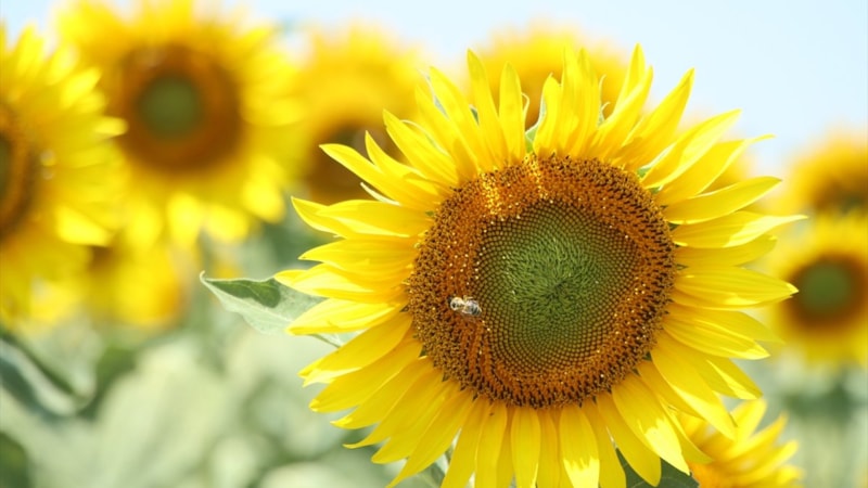 Kırklareli'de çiçek açan ayçiçekleri görsel şölen sunuyor