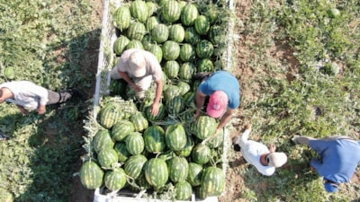 Çukurova'dan sonra Türkiye'nin gözü Aydın karpuzunda