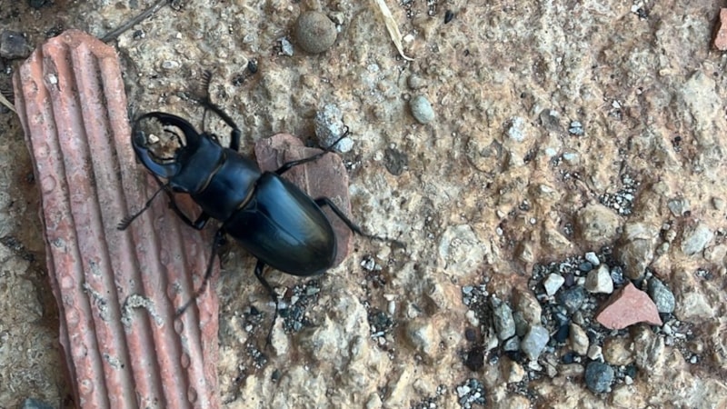 Nesli tükenme tehlikesi altında olan geyik böceği Diyarbakır'da görüldü