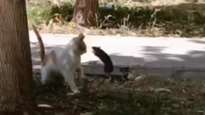 Diyarbakır'da ilginç kavga: Fare yavru kediye saldırdı