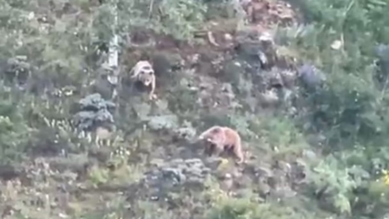 Gümüşhane’de köye inen ayılar cep telefonu kamerasıyla görüntülendi