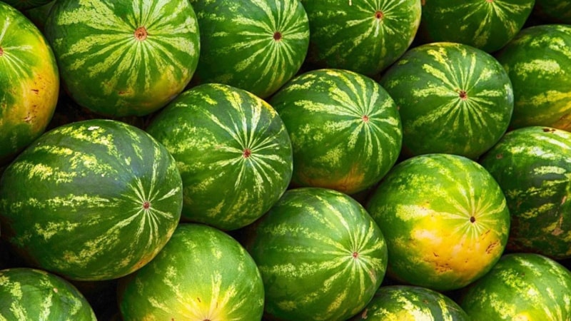 Adanalılar karpuz seçme tüyosunu açıkladı: İşte, şeker gibi karpuzu bulduran o tüyo