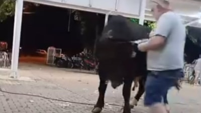 Muğla'da para attığı boğanın saldırısına uğradı