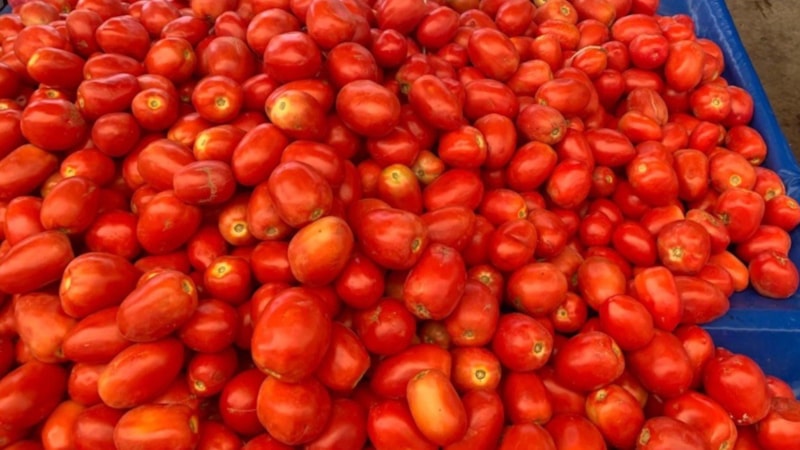 Kışlık kavanozları hazırlayın! Sosluk domates tezgaha çıktı: İşte fiyatı