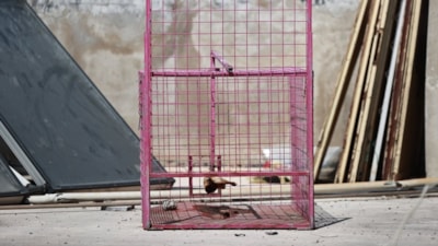 Mersin'de evlere giren maymunun yakalanması için kafes kuruldu