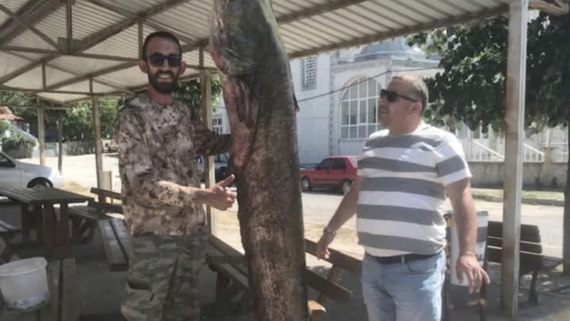 Meriç Nehri’nde 80 kiloluk dev yayın balığı yakalandı