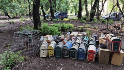 Muğla'da hayvanları koruma derneği başkanı horoz dövüştürürken yakayı ele verdi