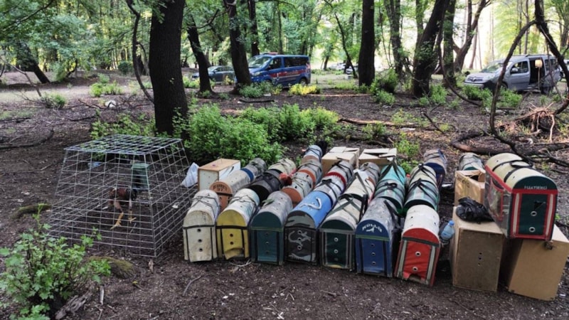 Muğla'da hayvanları koruma derneği başkanı horoz dövüştürürken yakayı ele verdi