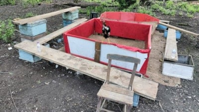 Muğla'da hayvanları koruma derneği başkanı horoz dövüştürürken yakalandı