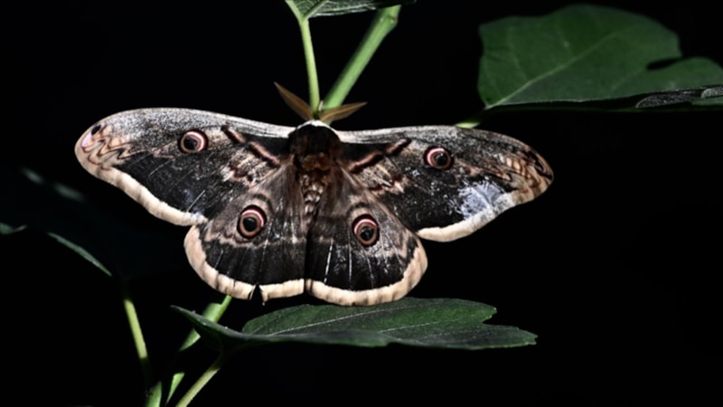 Düzce’de tavus kelebeği sürprizi