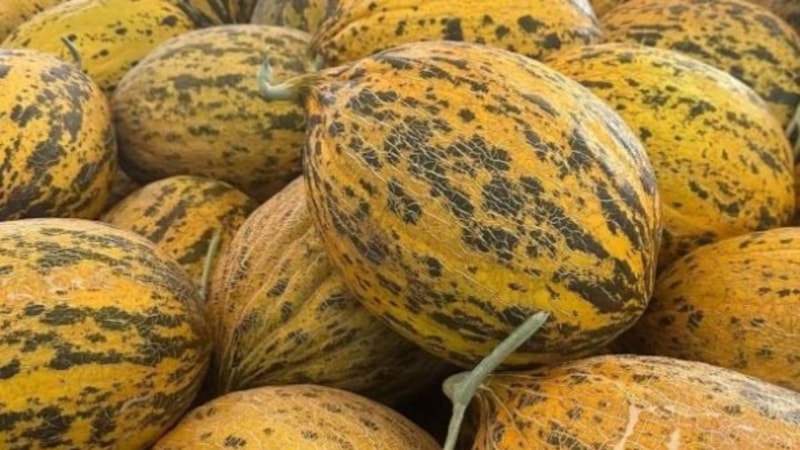 Manavda dakikalarca tokatlamaya son! Kavunun lezzeti kabuğundan anlaşılıyor