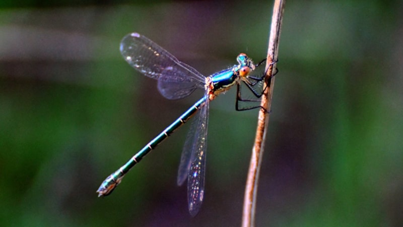 Yılın en şanslı günü: Yusufçuk Günü nedir, ne zaman? Neler yapılır?