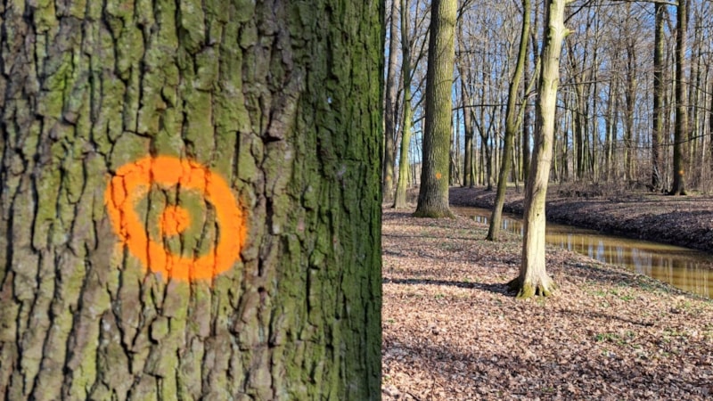 Sakın dokunmayın! Ağaç gövdelerinde bulunan turuncu boya bakın ne anlama geliyormuş