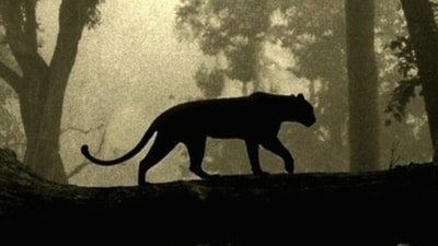 O bölgede kara panter alarmı: Evlerinizden çıkmayın!