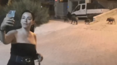 Muğla'da kente inen domuzlarla 'selfie çekme 'akımı