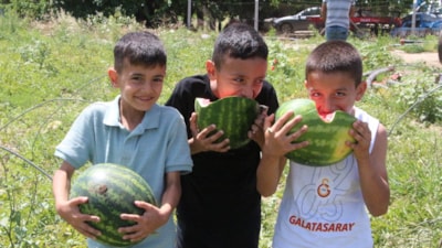 Adana’da karpuz fiyatları çakıldı: Tarlada 5 TL