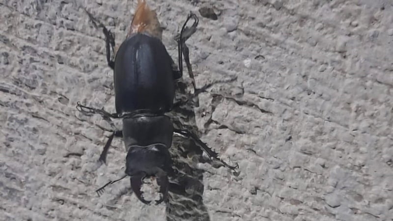 Tunceli’de zarar vermenin cezası 557 bin TL olan böcek görüldü
