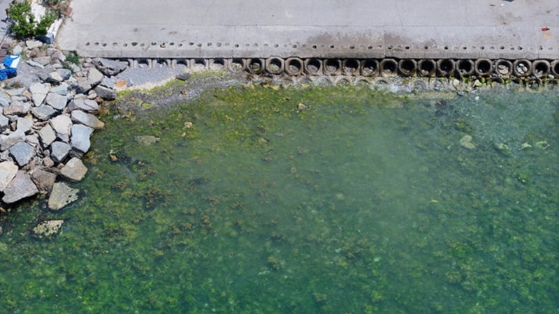 Marmara Denizi'nin ara tabakasında müsilaj tehlikesi sürüyor