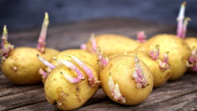 Patatesleri bu şekilde saklayın, filizlenme sorununu ortadan kaldırın