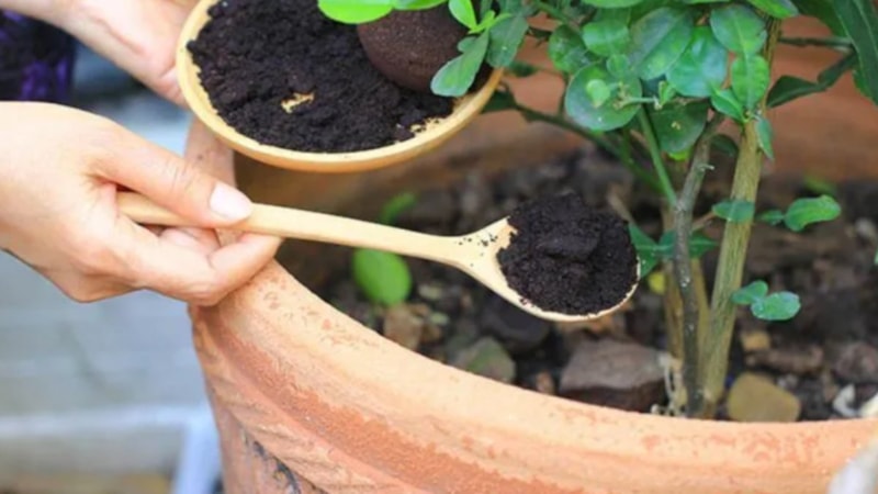 Çayın posası çiçeklere iyi gelir mi? Çayın posası hangi bitkilere iyi gelir?