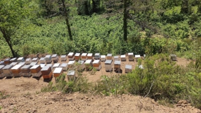 Kastamonu'da 56 arı kovanı zehirlendi: 1 milyona yakın arı telef oldu