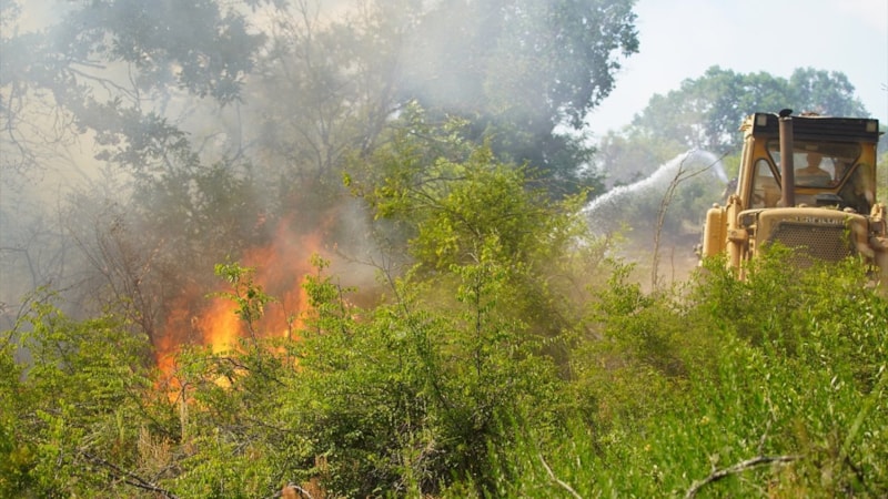 Edirne'de orman yangını