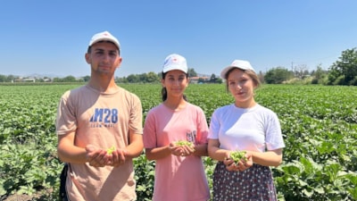 Osmaniye'de bamya hasadı başladı
