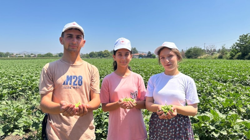Osmaniye'de bamya hasadı başladı