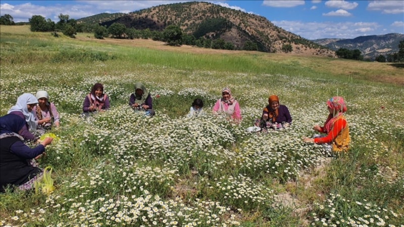 Yaylardan toplanıyor, kilosu 260 lirada satılıyor! Hem ilaç hem içecek olarak şifa dağıtıyor