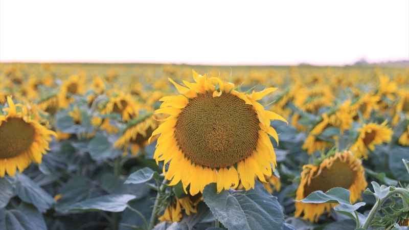 Edirne köylerinde sulama devrimi: Yılda iki ürünle çiftçinin yüzü gülüyor