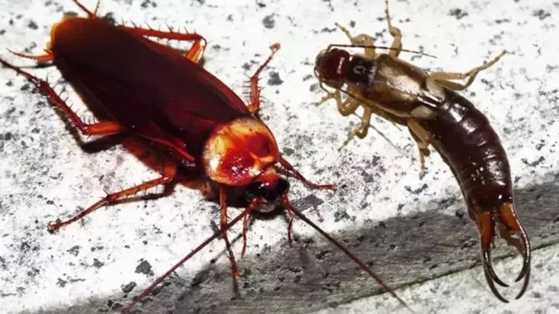 Evinizde kulağakaçan ve kırkayak görüyorsanız dikkat: Meğer sebebi buymuş