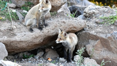 Sarıkamış’ın Sarıçam Ormanları'nda tilki yavruları görüntülendi