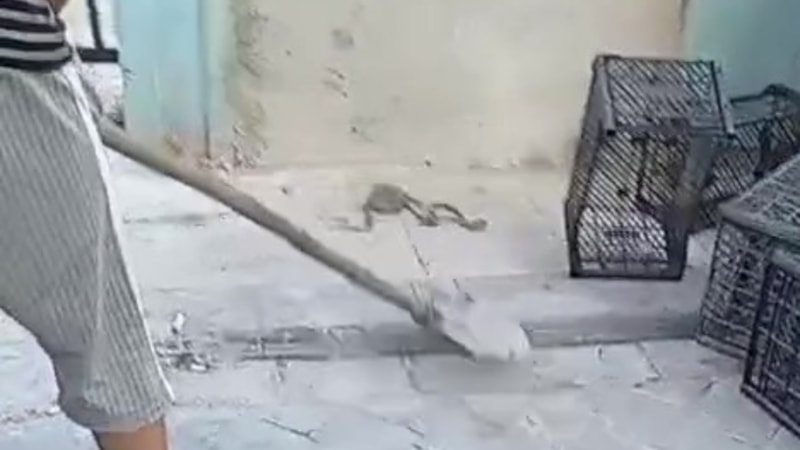 Denizli'de görülen yılan tedirgin etti