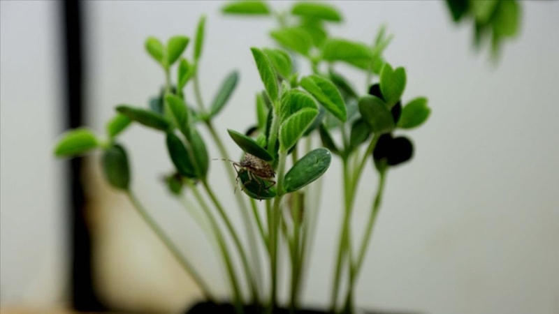 Karadeniz'in en kıymetlisi! Samuray arıları bakın ne işe yarıyor...