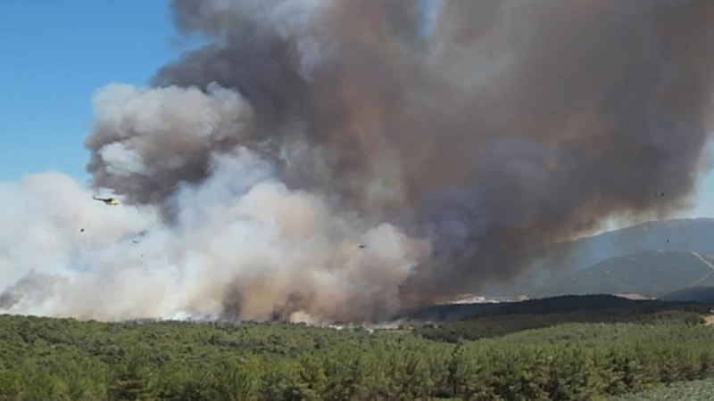 Bornova'da orman yangını