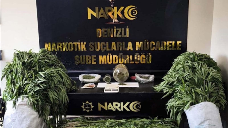 Denizli'de evinde Hint keneviri yetiştiren şüpheli yakalandı