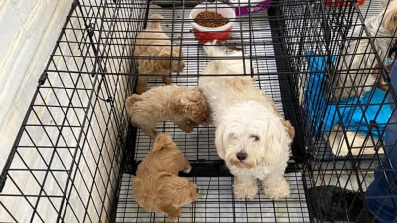 Kırklareli'de kaçak hayvan üretimine 105 bin lira ceza